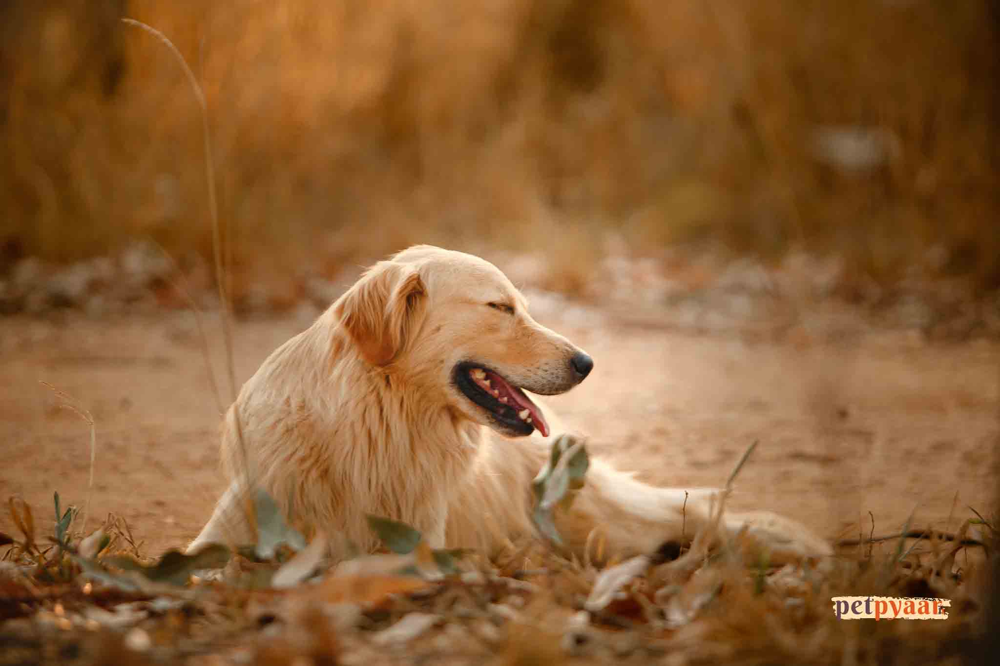 Exporting a Golden Retriever from India: Regulations and Guidelines
